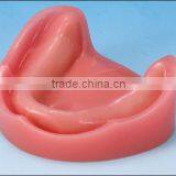 Model Implant Mandible for Practicing Implant thumbnail-1