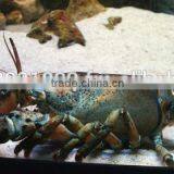 Live American Lobster thumbnail-1