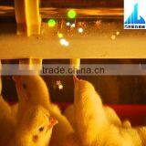 Automatic Modern Professional Broiler Chicken Farm thumbnail-1