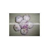 FRESH INDIAN GARLIC / NORMAL WHITE GARLIC INDIAN GARLIC thumbnail-1