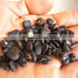 High Purity Lily Magnolia Seeds Mulan Tree Seeds For Growing thumbnail-1