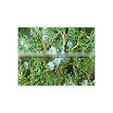 100% Natural & Pure Cedar Wood Oil (China) / Manufacturer / Supplier / Exporter thumbnail-4