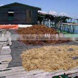 Cottonii Seaweeds thumbnail-1