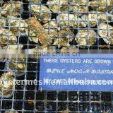 Oyster Mesh ,oyster Cage ,oyster Basket,oyster Mesh Bags thumbnail-1