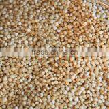 Quinoa Sorting Machine Color Sorter thumbnail-3