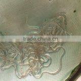 Glass Eel Anguilla Rostrata thumbnail-5