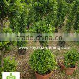 Ficus Panda 3 Steps ,cone Shape Nursery for Landscaping High 1.5-2.5m thumbnail-1