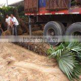 Trachycarpus Fortunei Download From Truck thumbnail-1