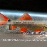 Rainbow Shark Fish/Ornamental Fish Thailand thumbnail-3