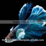 Ornamental Fish Breeder thumbnail-2