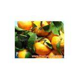 Shangtang Orange thumbnail-2