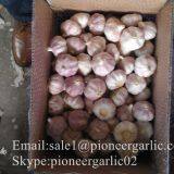 2017 Crop Purple Red Normal White Garlic 5.5cm In Carton Box Mesh Bag thumbnail-3