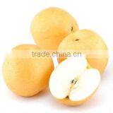 Chinese Fresh Shingo Pear to USA thumbnail-4