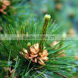 100 Distilled Natural Plant Pine Needle Oil,pine Needle Essential Oil