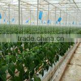 Smart Hydroponic Technologies for Industrial Greenhouses and Soilless Production thumbnail-5