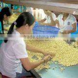High Quality Vietnam Cashew Kernels Grade WW320, WW450, WS For Asia Market thumbnail-3