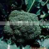 Frozen Brocoli thumbnail-1