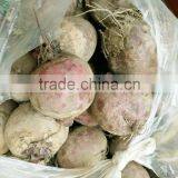 Red Beets thumbnail-3