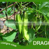 High Yield OP Winged Bean Seed - Dragon