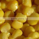 Canned Sweet Corn in Tin 11 thumbnail-1