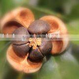 Organic Nature Oriental Camellia Seeds