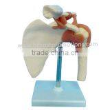 Anatomical Shoulder Model thumbnail-1