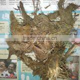 Jatamansi Natural Root thumbnail-1
