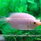 Kissing Gourami Fish Farm For Sale / Thailand Tropical Fish Exporter thumbnail-4