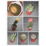 Mini Cactus Plants Echinocactus Grusonii Cereus Cacti Opuntia Dillenii Cactaceae Mammillaria Spinosissima Hahniana Notocactus thumbnail-3