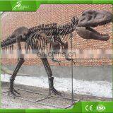 KAWAH Fiberglass Aniaml Replica Skull Popular Resin Life-size Skeleton Dinosaur Model For Sale thumbnail-6