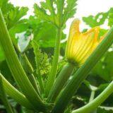 Strong Growth Jade Green High Yield Zucchini Seed No.78 thumbnail-3
