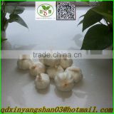 Pure white garlic /High quality garlic from China