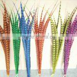 Dyed Ladies' Amherst Pheasant Feathers thumbnail-1