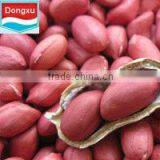 Shandong Red Skin Peanut