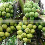 Minh Khang Import Export Company Limited company overview - view 3 thumbnail