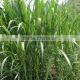 Low Price Pennisetum Hydridum Juice Machine/Pennisetum Hydridum Juice Extractor Best Selling thumbnail-5