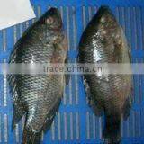 Frozen Whole Round Tilapia Fish thumbnail-1