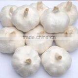 Sell For Ecuador Size 5.0cm Garlic thumbnail-4