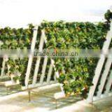 Commercial Polycarbonate Greenhouses Structure with Hydroponic System