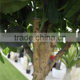 Artificial Bonsai Trees Artificial Orange Tree With Fruit Real Trunk Artificial Tree thumbnail-3