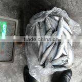 High Quality Pacific Cold Frozen Saury thumbnail-1