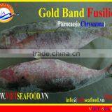 W/R FROZEN GOLD BAND FUSILIER thumbnail-1