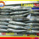 FROZEN LAYANG SCAD (MUROAJI) WHOLE ROUND thumbnail-5