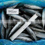 Best Fish Price Frozen Bonito Fish 150-200 thumbnail-1