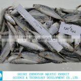 Shishi Zhengyuan Frozen Horse Mackerel W/R thumbnail-1