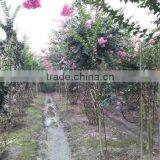 Lagerstroemia Indica Bottle Gourd and Cage Shape Trees thumbnail-6