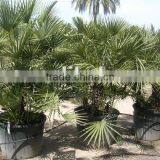 Chamaerops Humilis thumbnail-1