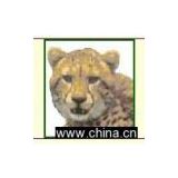 Embroidery Crafts African Wildlife Cheetah Face