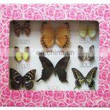 Dried Real Frame Real Butterfly thumbnail-2