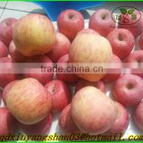 Shandong Fuji apple exporters/High quality apples here!!